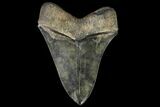 Serrated, Fossil Megalodon Tooth - Nice Tip! #142361-1